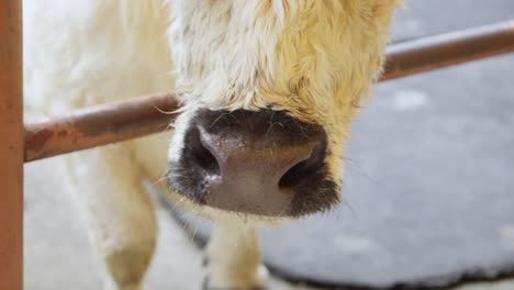 Close-up-shot-snout-of-Scottish-highland-cow-in-a-stable,-Bos-taurus