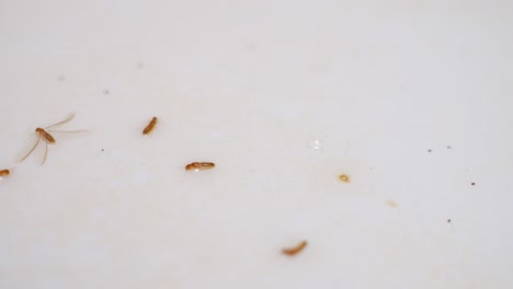 Closeup-detail-of-dead-termites-after-pesticide,-handheld,-top-view,-day