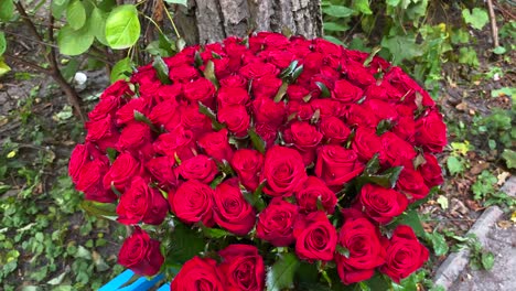 Majestic-101-red-roses-bouquet-on-a-bench,-definition-and-meaning-of-true-love,-romantic-flowers,-Valentine's-day-gift,-showing-feelings,-4K-shot