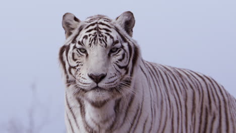 Weißer-Tiger-Dreht-Sich-Um-Und-Blickt-Direkt-In-Die-Kamera-–-Mittlere-Aufnahme
