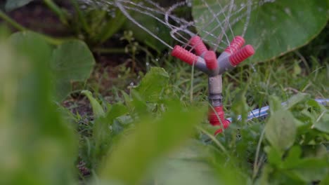 Slow-motion-view-of-a-plastic-sprinkler-watering-a-vegetable-patch-in-the-garden