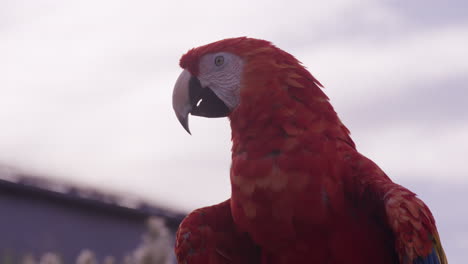 Parrot-resting-on-perch---side-profile-medium-shot