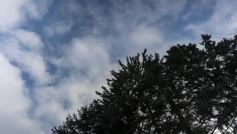 Clouds-Moving-Over-A-Cedar-Tree,-Beautiful-Landscape-Timelapse