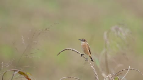 Facing-to-the-left-while-on-top-of-a-grass-as-the-camera-zooms-out,-Amur-Stonechat-or-Stejneger's-Stonechat-Saxicola-stejnegeri,-Thailand