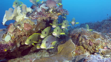 Meereslandschaft-Mit-Gelben-Fischen,-Schwarzen-Linien-Und-Punkten,-Die-Sich-Im-Blauen,-Klaren-Wasser-Des-Korallenriffs-Auf-See-Tummeln