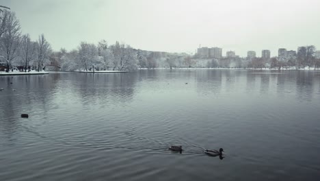 Pan-right-shot-of-a-lake-in-a-park-with-ducks-during-wintertime