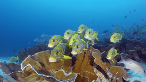 Meereslandschaft-Mit-Gelben-Fischen,-Schwarzen-Linien-Und-Punkten,-Die-Sich-Im-Blauen,-Klaren-Wasser-Des-Korallenriffs-Auf-See-Tummeln