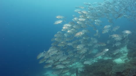 Meereslandschaft-Mit-Silberfischschwärmen-Im-Korallenriff-Des-Meeres