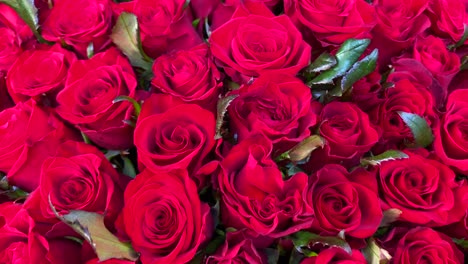 Increíble-Ramo-De-101-Rosas-Rojas,-Definición-Y-Significado-Del-Amor-Verdadero,-Flores-Románticas,-Regalo-De-San-Valentín,-Muestra-De-Sentimientos,-Toma-De-4k