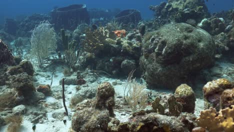 Schwimmen-über-Dem-Riff-Mit-Einigen-Kleinen-Fischen,-Die-Um-Die-Korallen-Herumspielen