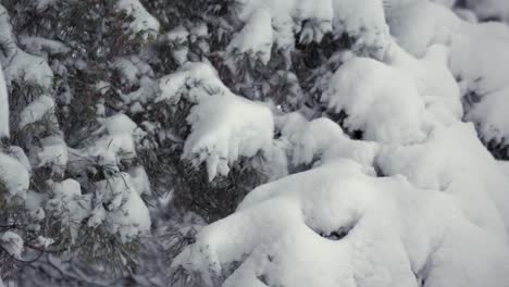 Pan-up-right-shot-of-a-coniferous-tree-sprigs-covered-with-snow