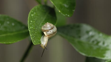 Asian-Tramp-Snail-exploring-the-edge-of-a-lime-leaf-after-rain