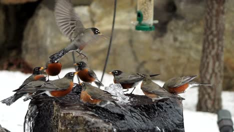 Slow-motion-of-a-plethora-of-robins-in-a-bird-bath-and-flying