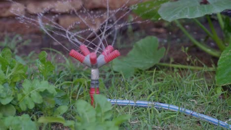 Slow-motion,-close-view-of-a-plastic-sprinkler-watering-a-vegetable-patch-in-the-garden