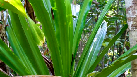 Große-Flachspflanze-Wächst-In-Der-Abgelegenen-Wildnis-Des-Regenwaldes-Auf-Einer-Tropischen-Insel-In-Raja-Ampat,-West-Papua,-Indonesien