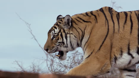 Tiger-walking-along-path-looking-intensely