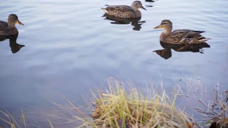 Herd-of-wild-ducks-forage-for-food-on-shallow-lake,-beautiful-mallard-birds-swimming