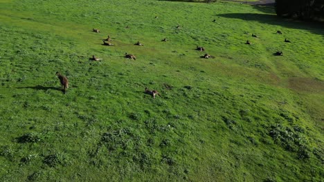 Kangaroos-lying-on-the-grass-taking-a-rest-during-sunset,-aerial-orbital