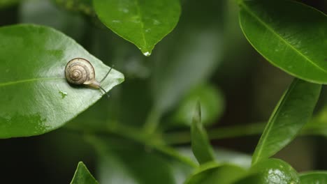 Tiny-Asian-Tramp-Snail-on-the-end-of-a-kumquat-leaf