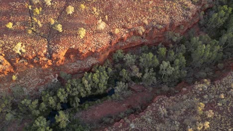 Trees-at-the-Dales-Gorge-during-sunset-in-Karijini-National-Park-in-Western-Australia,-aerial-top-down