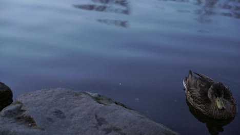 Wild-duck-floating-on-calm-water,-mallard-sliding-through-it´s-own-habitat