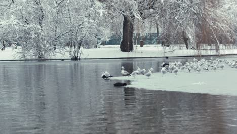 Pan-right-shot-of-a-lake-in-an-urban-park-during-wintertime-with-birds-sitting-on-ice
