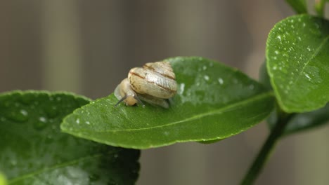 Asian-Tramp-Snail-drinks-rainwater-from-a-lime-tree-leaf