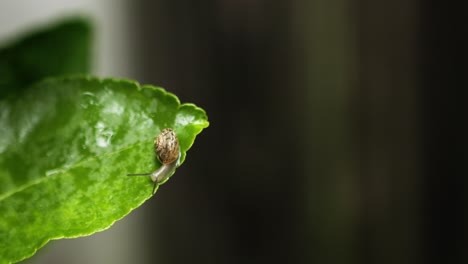 Tiny-snail-moves-along-edge-of-wet-lime-leaf-after-rain
