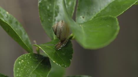 Asian-Tramp-Snail-moving-from-leaf-to-leaf-on-a-lime-tree