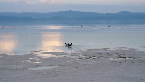 Zwei-Verspielte-Hunde-Laufen-Und-Planschen-Bei-Sonnenaufgang-Auf-Einer-Abgelegenen-Tropischen-Insel-Im-Meerwasser