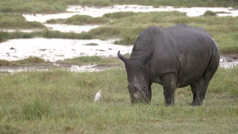 A-Black-Rhino-And-Cattle-Egret,-Endangered-Species-In-Aberdare-National-Park,-Kenya,-Africa