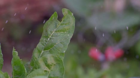 Zeitlupen-Nahaufnahme-Von-Mangoldblättern,-Die-Mit-Einer-Sprinkleranlage-In-Einem-Gemüsegarten-Bewässert-Werden