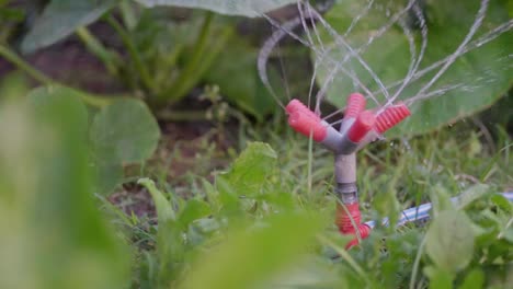 A-plastic-sprinkler-in-slow-motion-watering-a-vegetable-patch-in-the-garden