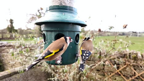European-goldfinches-fighting-over-bird-feeder-in-a-back-garden