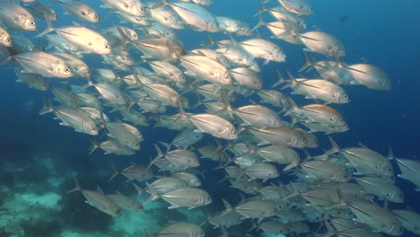 Seascape-with-silver-fish-schooling-in-coral-reef-of-the-sea