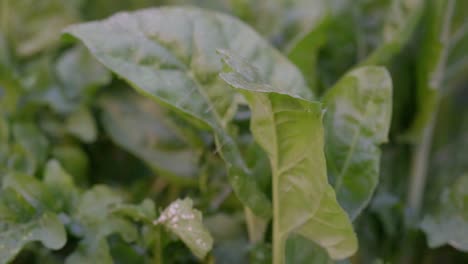 Slow-motion-closeup-of-chard-plants-watered-with-a-sprinkler-in-a-vegetable-garden