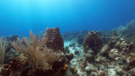 Schwimmen-über-Dem-Riff-Mit-Einigen-Kleinen-Fischen,-Die-Um-Die-Korallen-Herumspielen