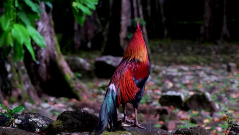 Wild-Rooster-In-The-Forest-In-Moorea,-French-Polynesia---Close-Up