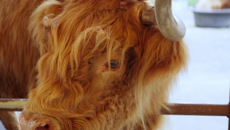 Scottish-Highland-Cow-or-Bos-taurus-shows-wavy-orange-gold-hair-backing-up-into-pen