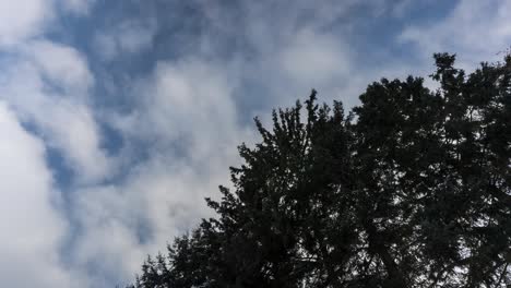 Movimiento-Timelapse-De-Nubes-Moviéndose-Rápidamente-Sobre-Un-árbol