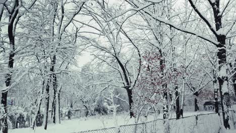 Pan-right-shot-of-snow-covered-trees-in-an-urban-park-during-winter