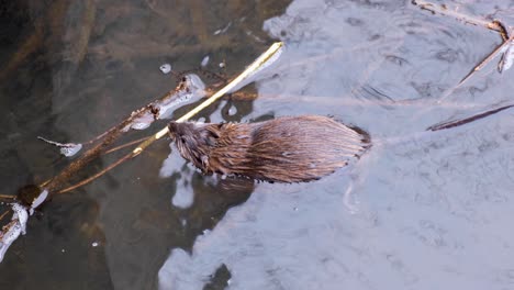 Close-up-of-muskrat-semiaquatic-rodent-in-the-wild,-swimming-in-the-surface-of-Boise-River-in-Idaho,-USA