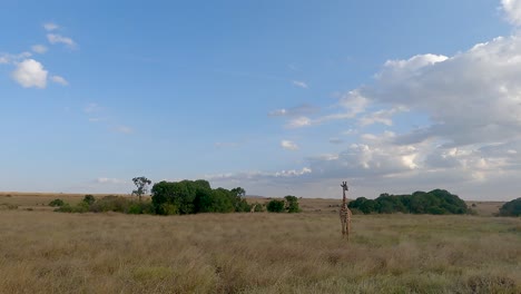 Masai-Giraffe-Isolated-In-Savannah-Of-Maasai-Mara-National-Reserve,-Kenya,-East-Africa