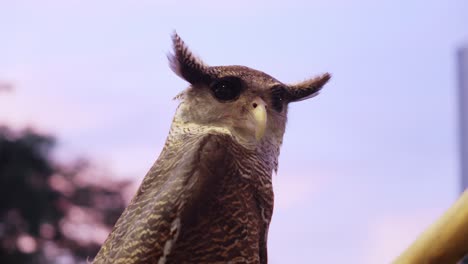 Beluk-Jampuk-Barred-eagle-owl-or-bubo-sumatranus-with-large-eyes-against-blue-sky