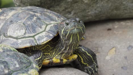 Nahaufnahme-Einer-Rotohrschildkröte-In-Den-Vereinigten-Staaten