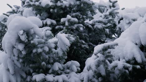 Beautiful-Pine-Tree-Covered-In-Snow