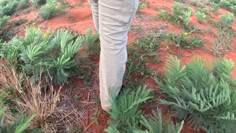 Close-up-wide-angle-of-the-bottom-half-of-a-man-walking-casually-through-a-bushveld-savannah-landscape-with-red-sandy-soil-and-green-plants