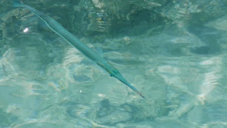 Close-up-of-needlefish-long-tom-fish-in-shallow-crystal-clear-ocean-water-off-remote-tropical-island-in-Raja-Ampat,-West-Papua,-Indonesia