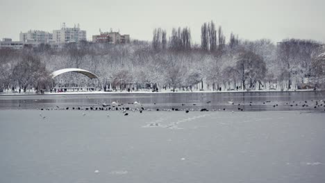 Static-shot-of-a-frozen-lake-in-an-urban-park-with-birds-on-it