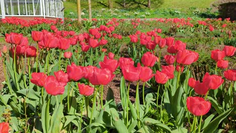 Tulipanes-Rojos-Soplan-En-El-Viento